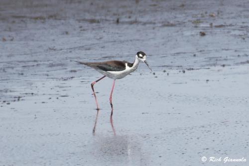 Black-Necked Stilt