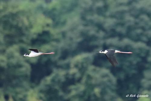 Black-Necked Stilts