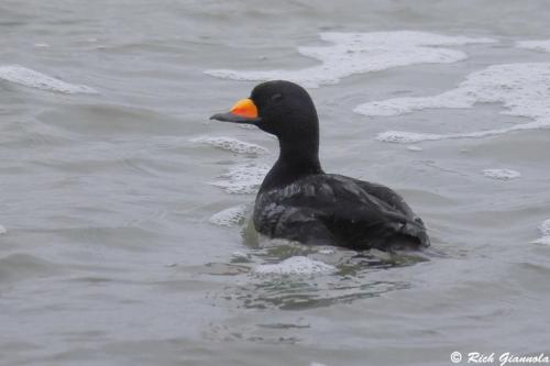 Black Scoter