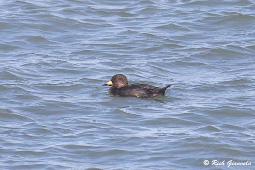 Black Scoter