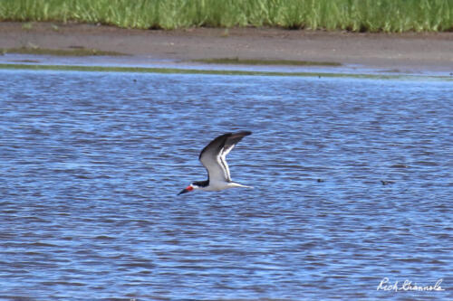 Black Skimmer almost skimming