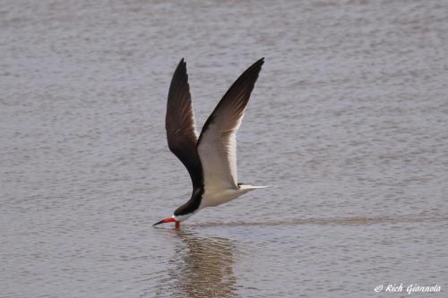 Black Skimmer