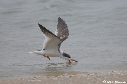 Black Skimmer