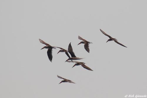 Black Skimmers