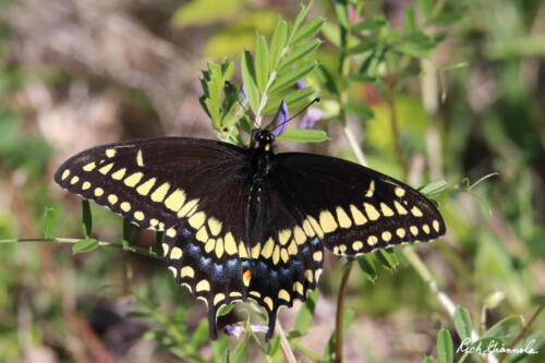 Black swallowtail butterfly posing for me