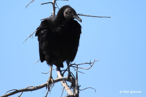 A Black Vulture is checking things out