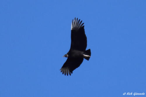 Black Vulture