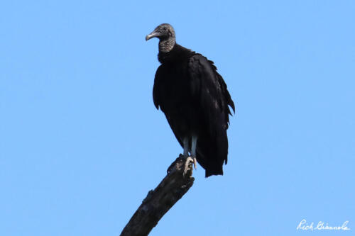 Black Vulture perched on top pf a branch