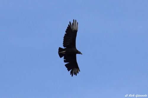 Black Vulture