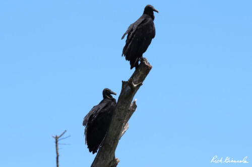 Black Vultures surveying the scene