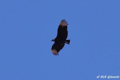 Black Vulture