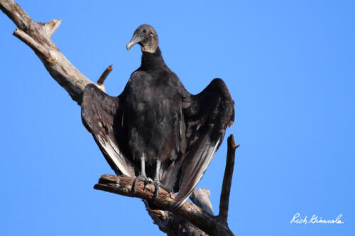 Black Vulture spreading its wings to warm up