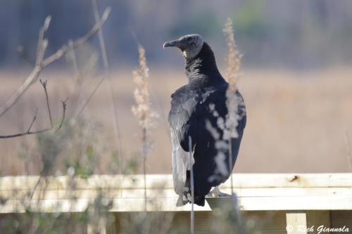 Black Vulture