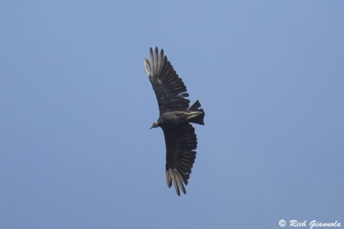 Black Vulture