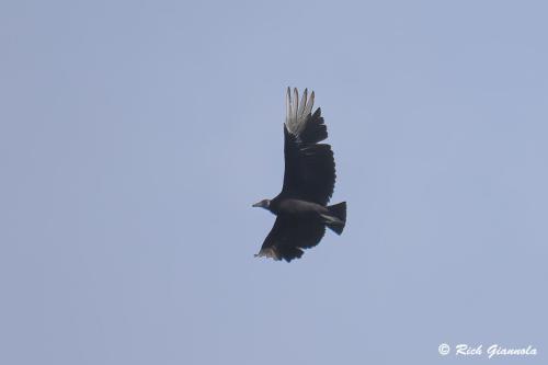 Black Vulture