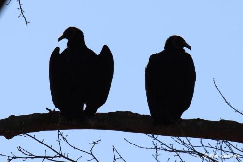 Black Vultures