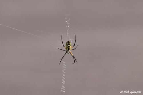 Black and Yellow Spider