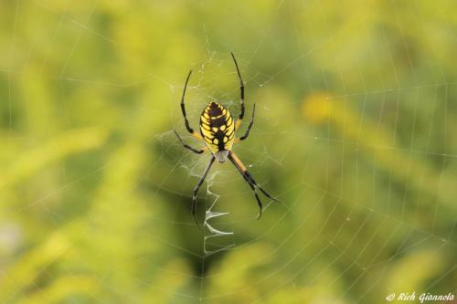 Black and Yellow Spider