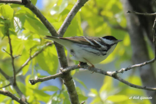 A tough-to-photograph Blackpoll Warbler