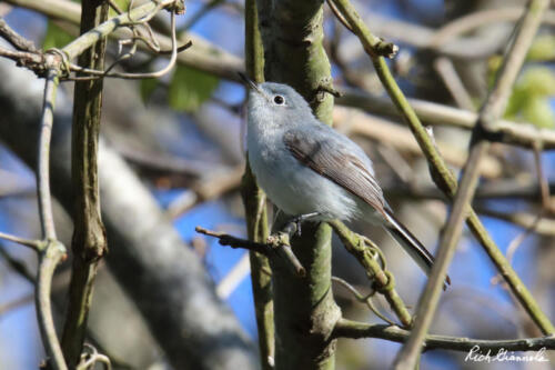 Blue-Gray Gnatcatcher perched on a branch