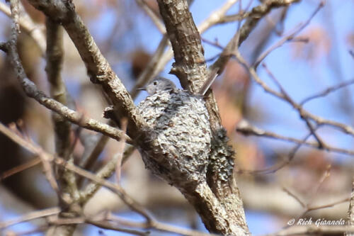 Blue-Gray Gnatcatcher in its nest