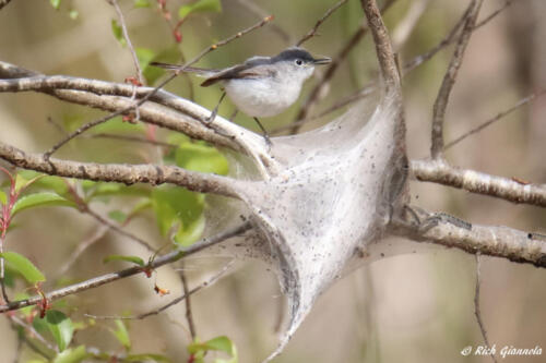 Blue-Gray Gnatcatcher taking silk