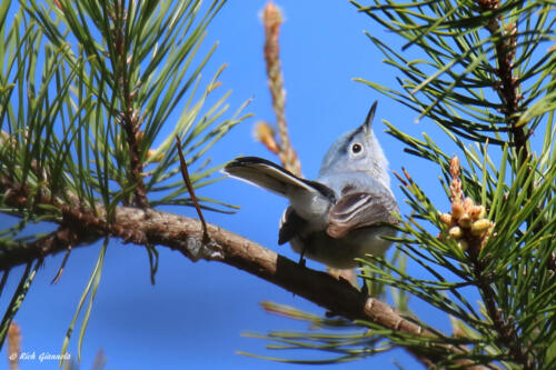 Blue-Gray Gnatcatcher