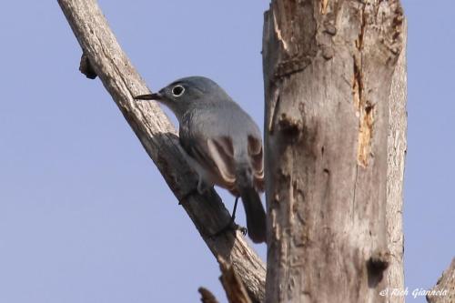 Blue-Gray Gnatcatcher