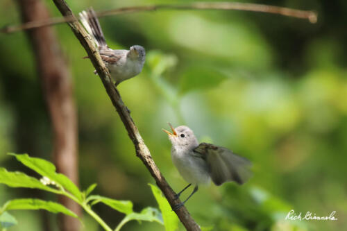 Blue-Gray Gnatcatcher