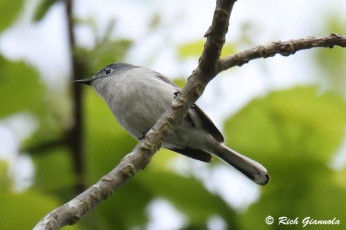 Blue-Gray Gnatcatcher