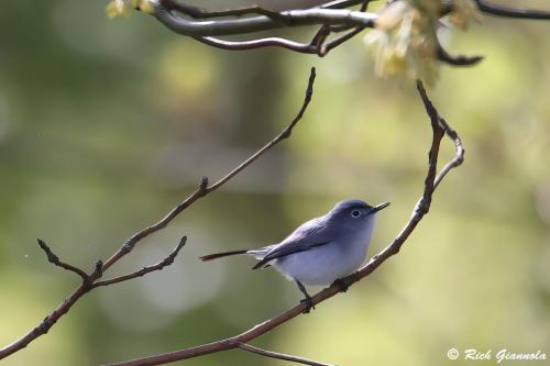 Blue-Gray Gnatcatcher