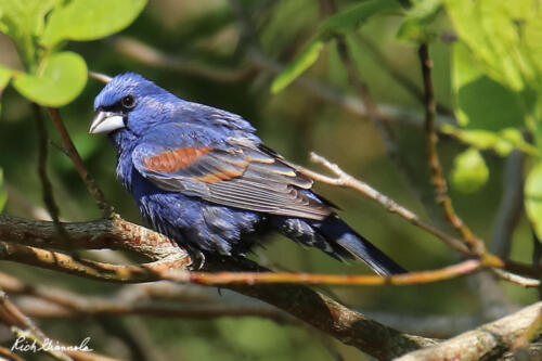 Blue Grosbeak looking over its shoulder