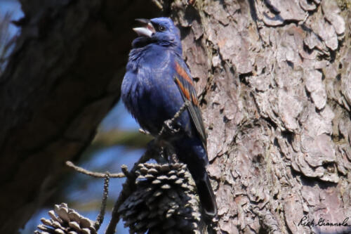 Blue Grosbeak perching