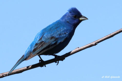 A male Blue Grosbeak against a blue sky