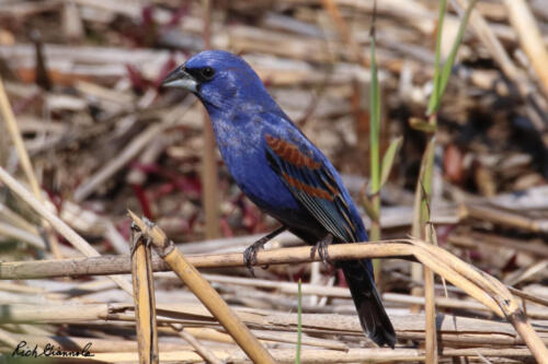 Blue Grosbeak perching