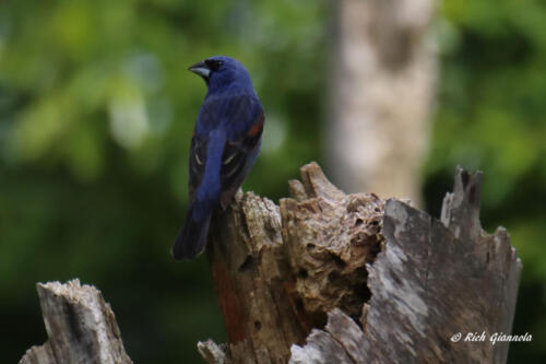 A Blue Grosbeak looking around