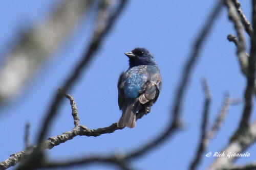 Immature Blue Grosbeak