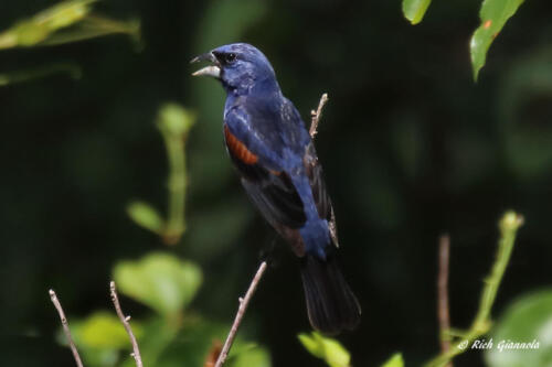 Male Blue Grosbeak