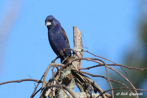 Male Blue Grosbeak