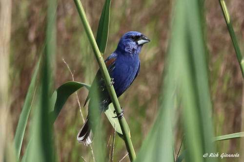 Blue Grosbeak perching