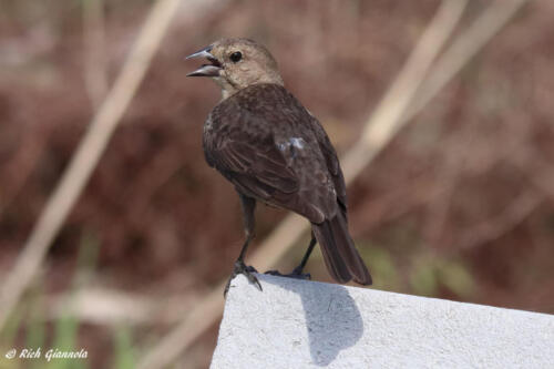 Blue Grosbeak resting on a bench