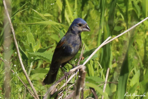 Blue Grosbeak perching