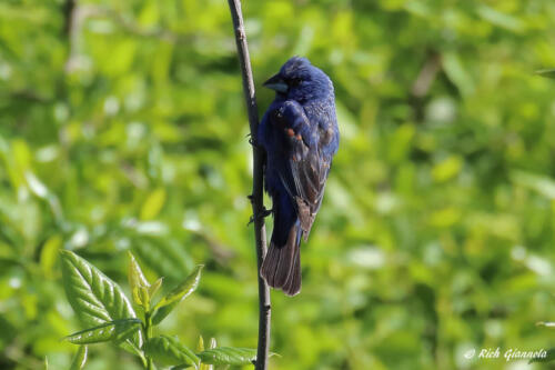 Blue Grosbeak