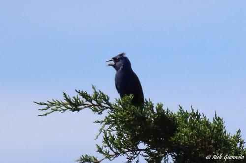 Blue Grosbeak