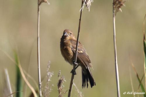 Blue Grosbeak