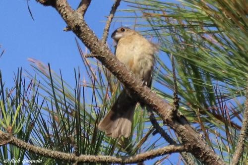 Blue Grosbeak