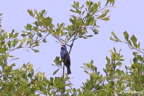 Blue Grosbeak