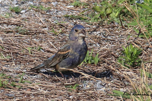 Blue Grosbeak on the ground