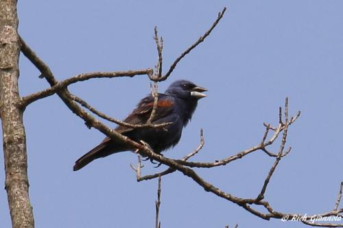 Blue Grosbeak