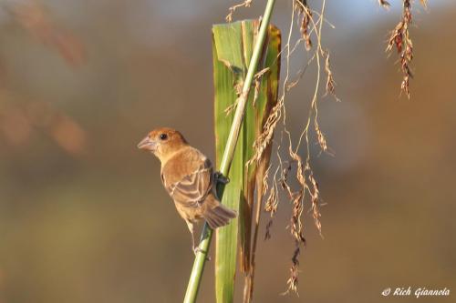 Blue Grosbeak